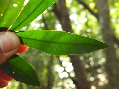 Glycosmis pentaphylla, photographed by Siddarth Machado