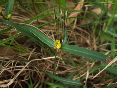 Hemidesmus indicus, photographed by Siddarth Machado