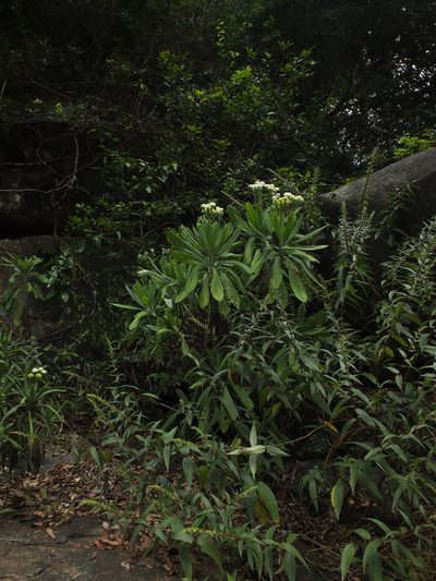 Kleinia grandiflora, photographed by Siddarth Machado