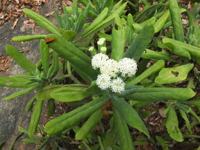 Kleinia grandiflora, photographed by Siddarth Machado
