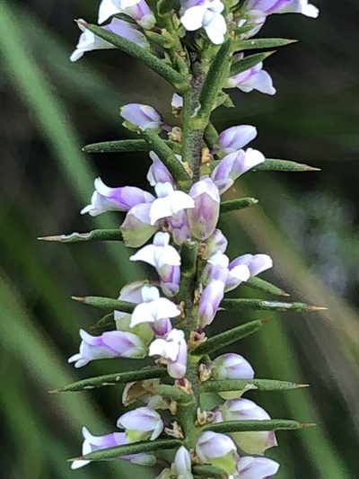 Muraltia juniperifolia, photographed by Dave U
