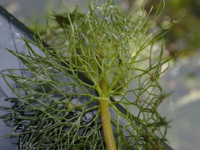 Bidens beckii, photographed by Mary Krieger