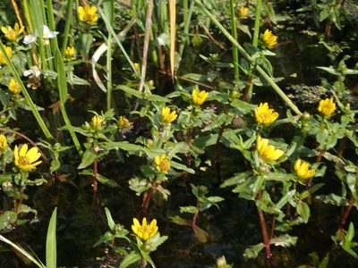Bidens beckii, photographed by Mary Krieger