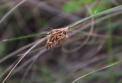 Tetraria crinifolia, photographed by Tony Rebelo
