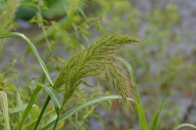 Echinochloa walteri, photographed by Dan Johnson