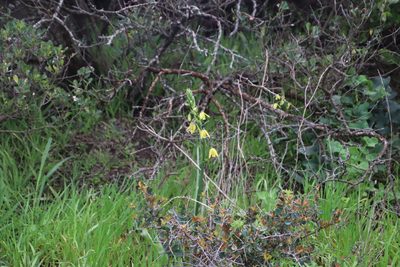 Albuca flaccida, photographed by Tony Rebelo
