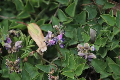 Dolichos decumbens, photographed by Tony Rebelo