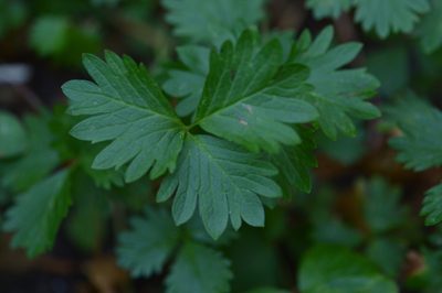 Potentilla flabellifolia, photographed by David Anderson