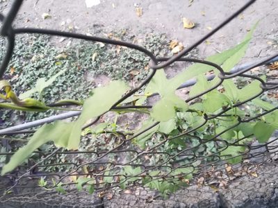 Aristolochia pentandra, photographed by Francisco Martínez González