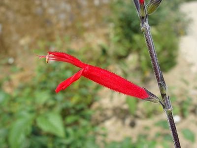 Salvia elegans, photographed by Alexis López Hernández