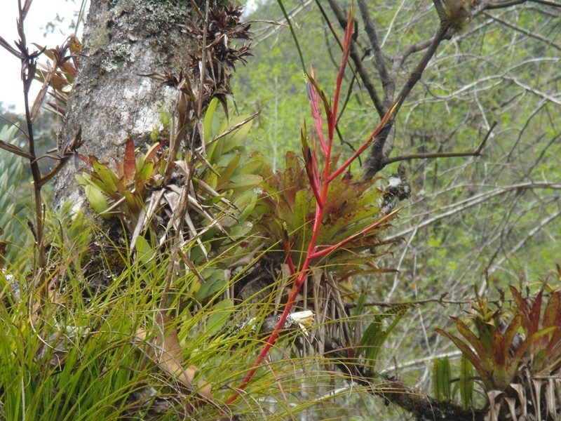 Tillandsia kirchhoffiana, photographed by Alexis López Hernández