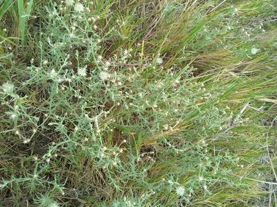Conyza ramosissima, photographed by Clay