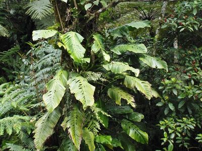 Monstera egregia, photographed by Alexis López Hernández