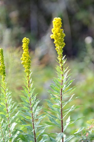 Solidago elongata, photographed by Franco Folini