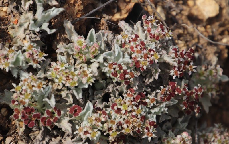 Centella capensis, photographed by Tony Rebelo