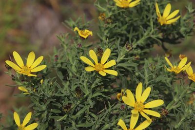 Osteospermum spinosum, photographed by Tony Rebelo