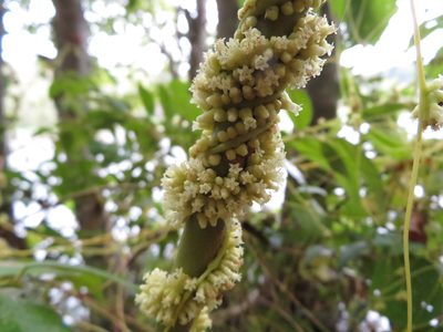 Cuscuta compacta, photographed by yajapin