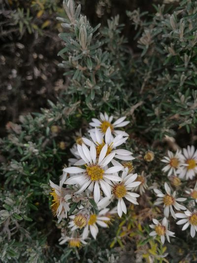 Diplostephium ericoides, photographed by sandy-espinozaf