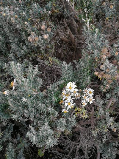 Diplostephium ericoides, photographed by sandy-espinozaf