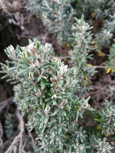 Diplostephium ericoides, photographed by sandy-espinozaf