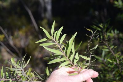 Persoonia mollis, photographed by ronavery