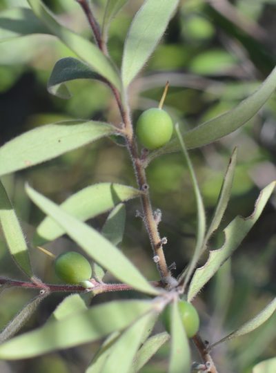 Persoonia mollis, photographed by ronavery