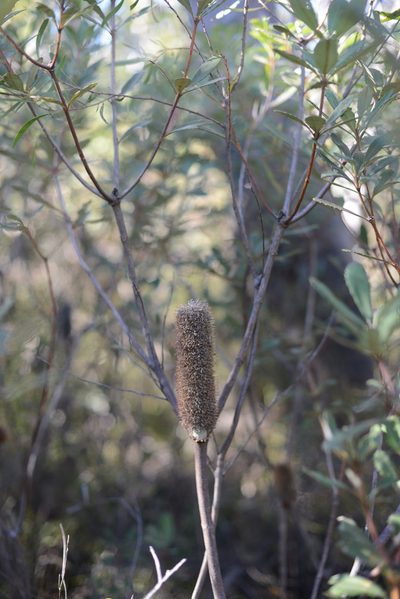 Banksia penicillata, photographed by ronavery