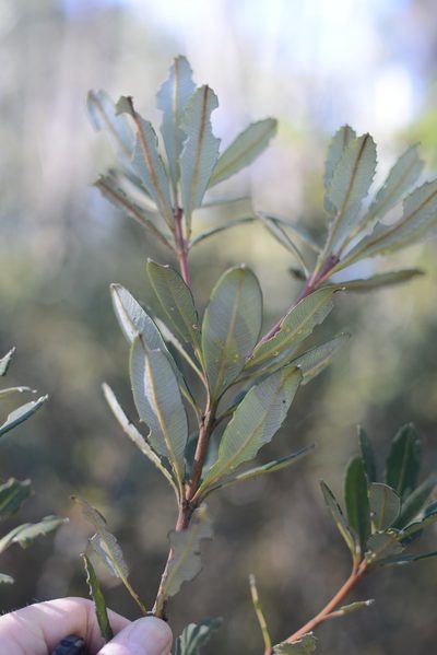 Banksia penicillata, photographed by ronavery