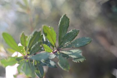 Banksia penicillata, photographed by ronavery