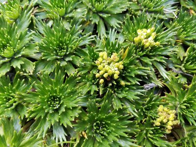 Azorella pedunculata, photographed by sandy-espinozaf