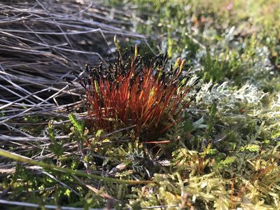 Tetraplodon mnioides, photographed by Andrew Melton