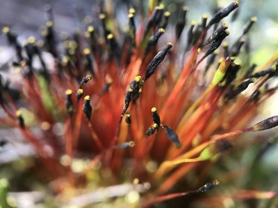 Tetraplodon mnioides, photographed by Andrew Melton