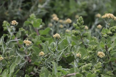 Helichrysum revolutum, photographed by Tony Rebelo