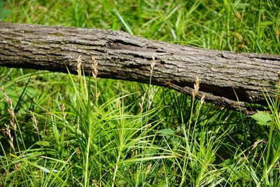 Carex muskingumensis, photographed by Mike B