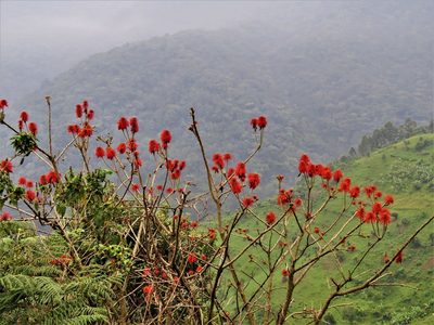 Erythrina abyssinica, photographed by Annika Lindqvist