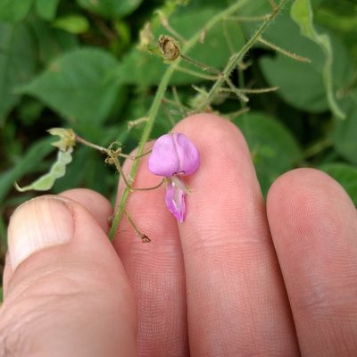 Desmodium canescens, photographed by Mark Apgar