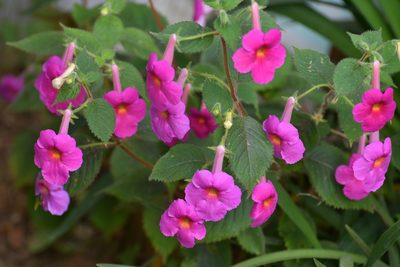 Achimenes skinneri, photographed by Neptalí Ramírez Marcial
