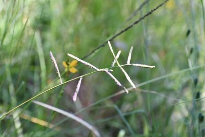 Paspalum chiapense, photographed by Neptalí Ramírez Marcial