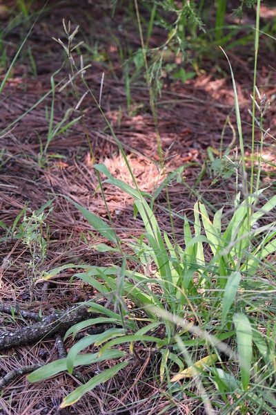 Paspalum chiapense, photographed by Neptalí Ramírez Marcial