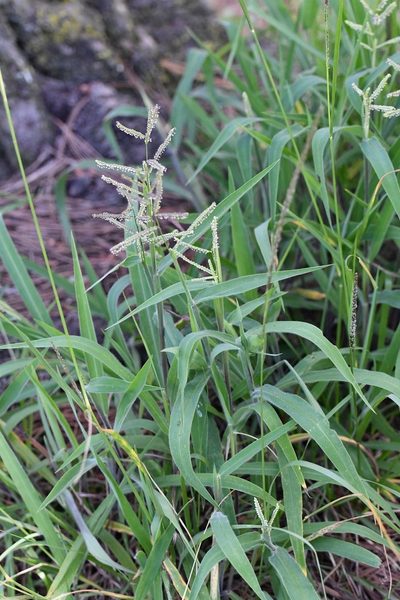Paspalum chiapense, photographed by Neptalí Ramírez Marcial