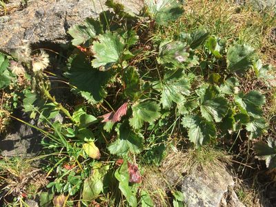 Geum peckii, photographed by edimanchev