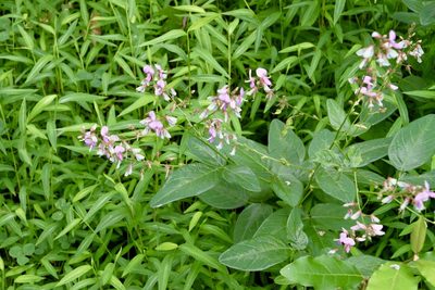 Desmodium glabellum, photographed by Fluff Berger