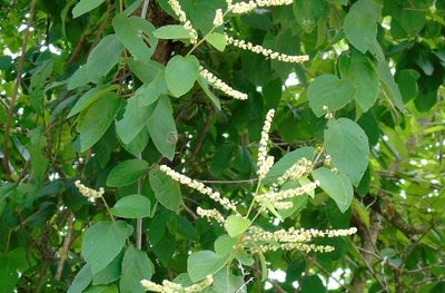 Gouania rosei, photographed by Francisco Farriols Sarabia