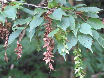 Carpinus laxiflora, photographed by Marco Mussita