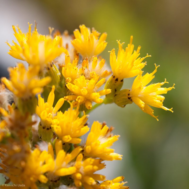 Senecio scorzonella, photographed by Ken-ichi Ueda