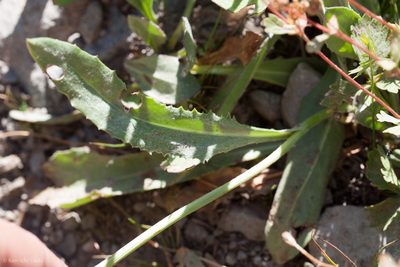 Senecio scorzonella, photographed by Ken-ichi Ueda