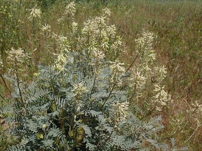 Astragalus oxyphysus, photographed by P Holroyd