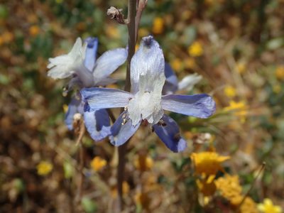 Delphinium recurvatum, photographed by P Holroyd
