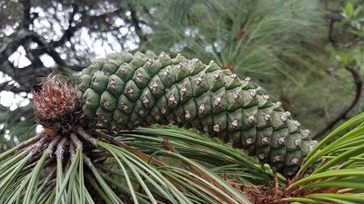 Pinus devoniana, photographed by Alan Rockefeller