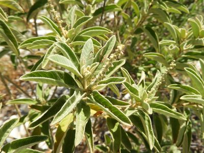Croton incanus, photographed by Leticia Jiménez Hernández